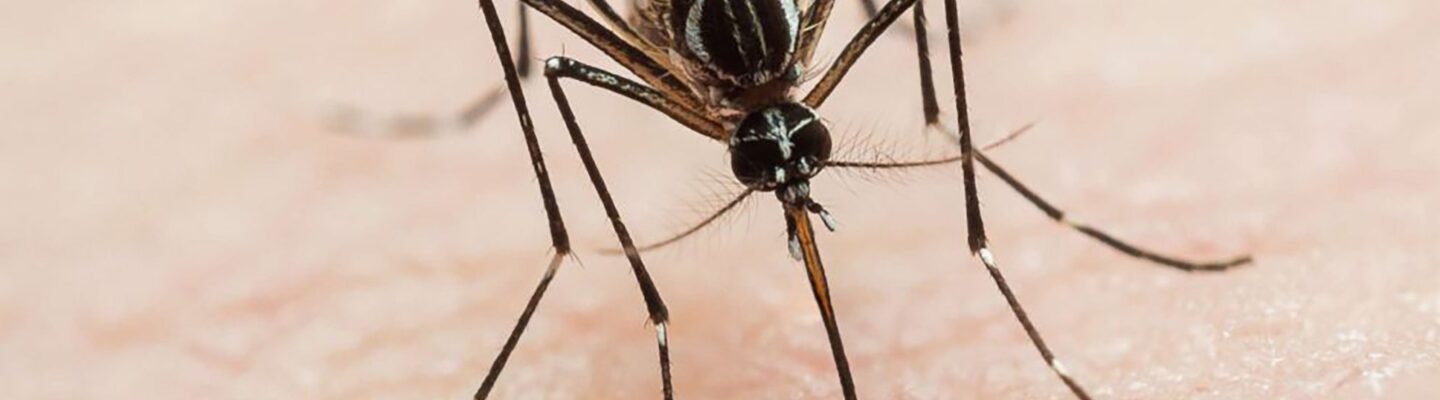 ActRx TriAct: Truly Effective Against Dengue?