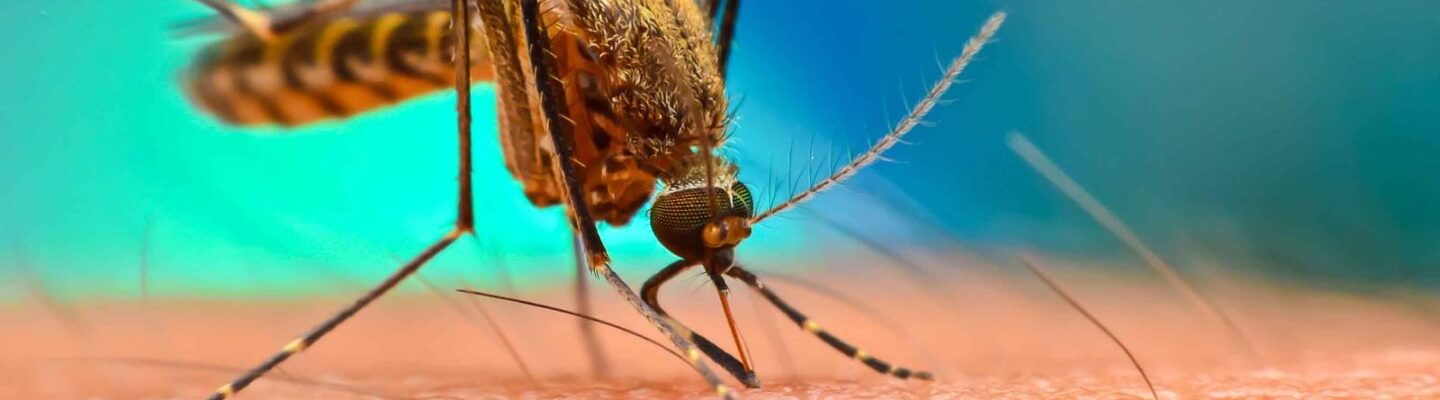 Dengue