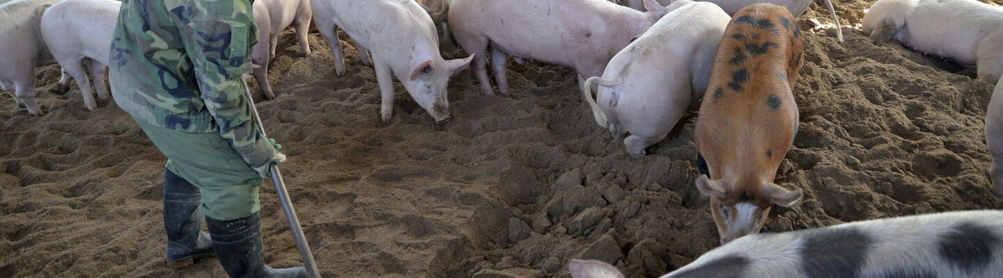African Swine Fever