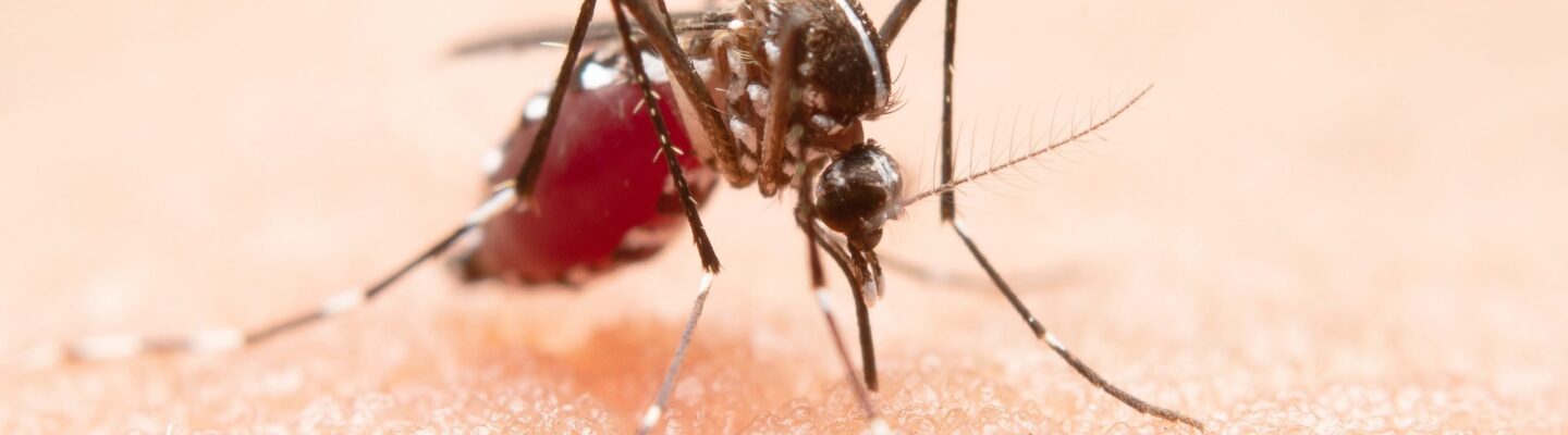 Malaria