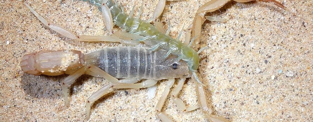 Treatment for Scorpion or Centipede Stings