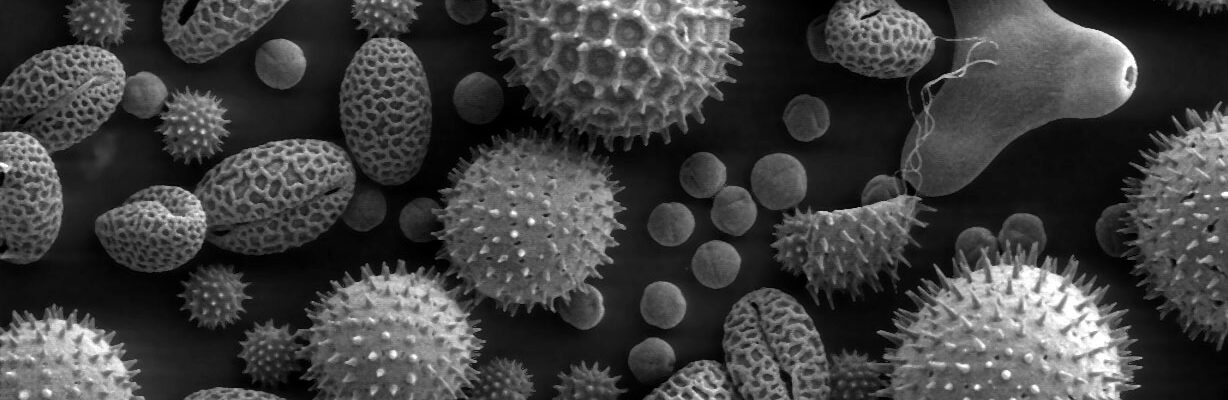 Common Allergens or Causes of Allergies