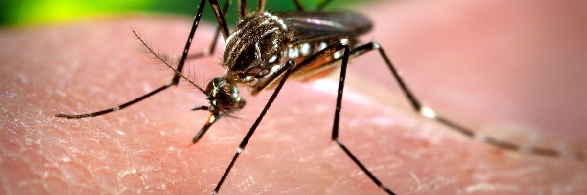 What Are the Symptoms of Malaria?