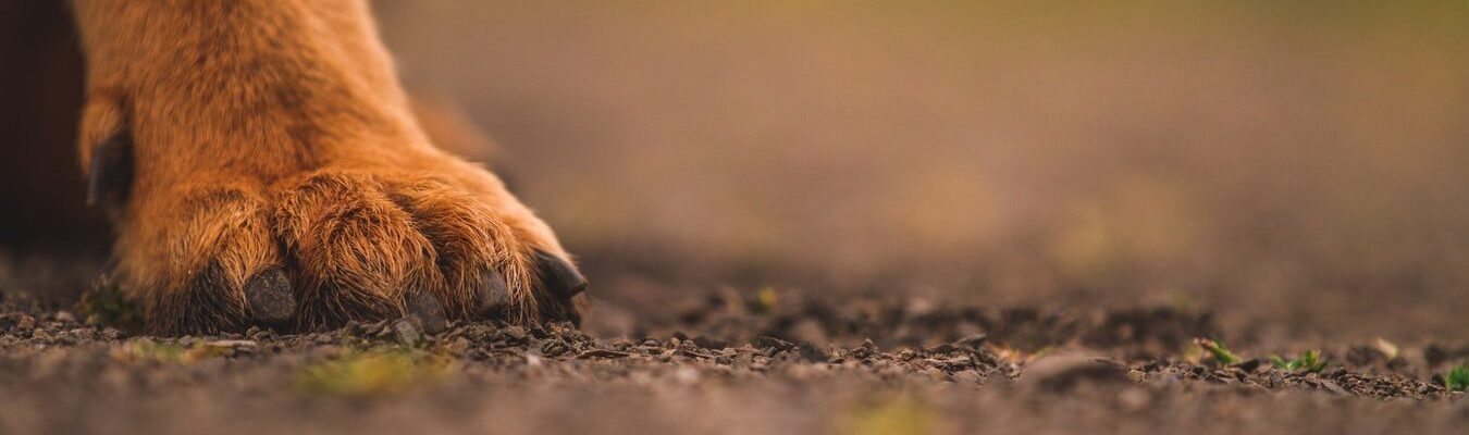 What Are Effective Treatments for Rabies?