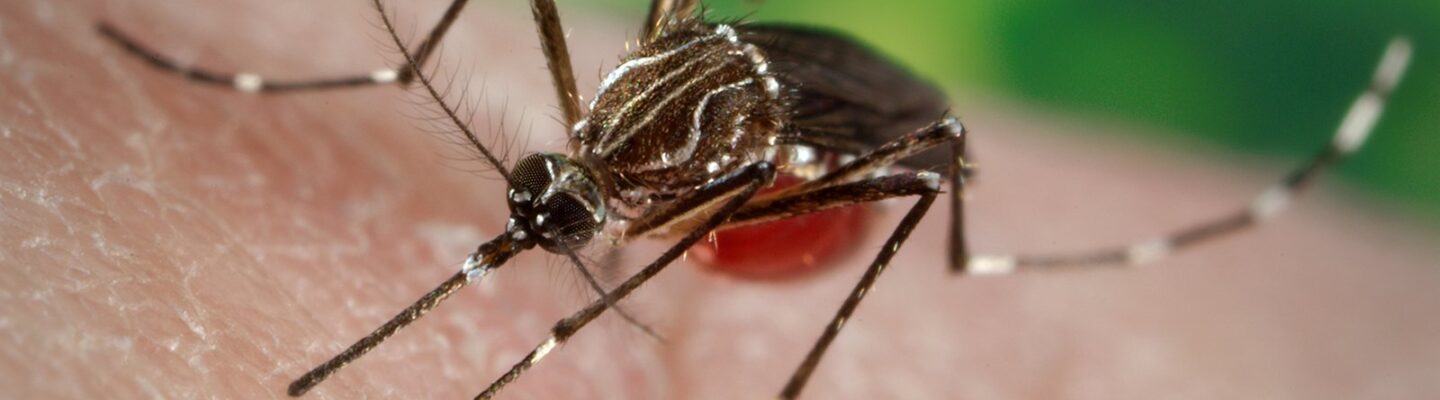 What Is the Treatment for Dengue Fever?