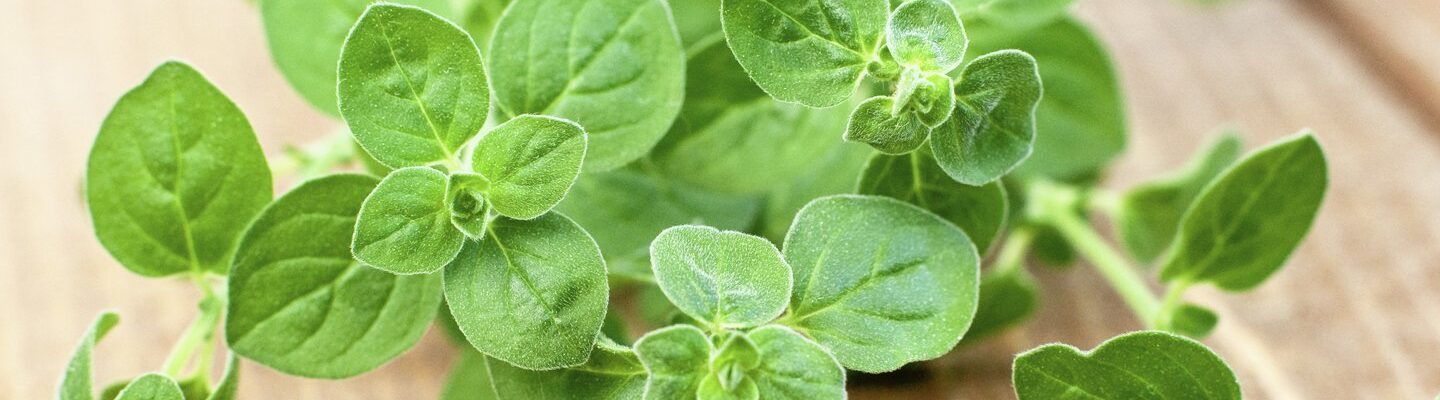 Oregano: Herbal Medicine for Coughs and Colds
