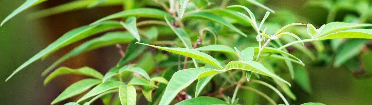 Lagundi: Herbal Medicine for Cough