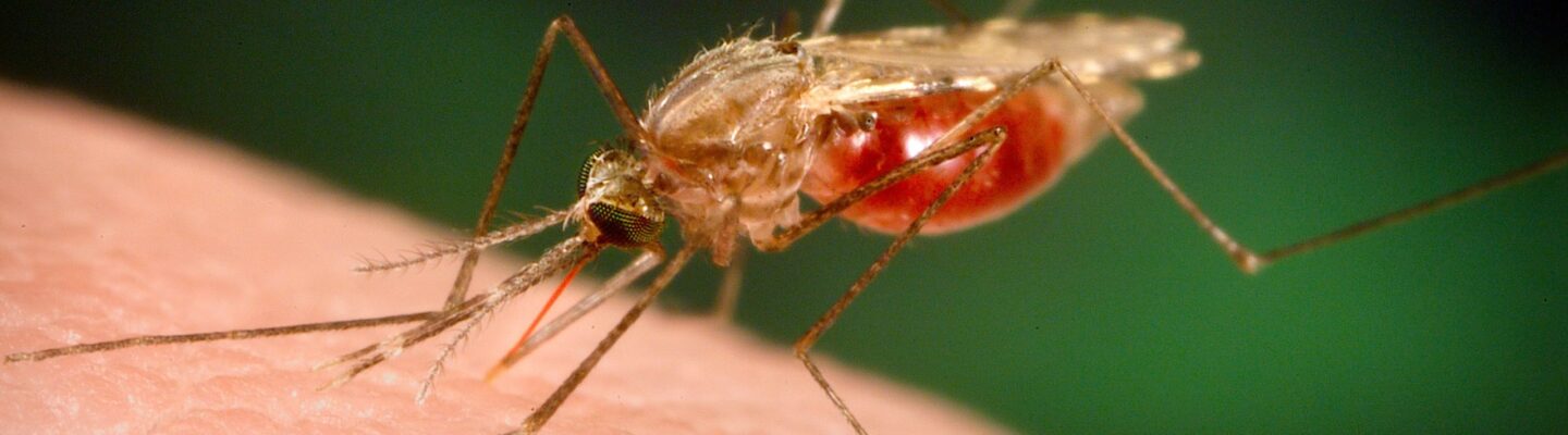 How is Malaria Treated?
