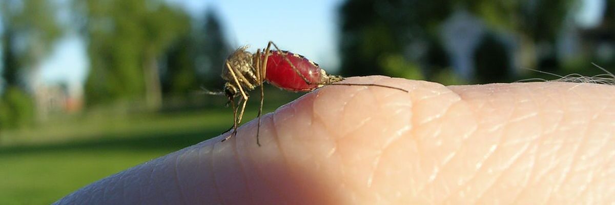 How to Prevent Malaria
