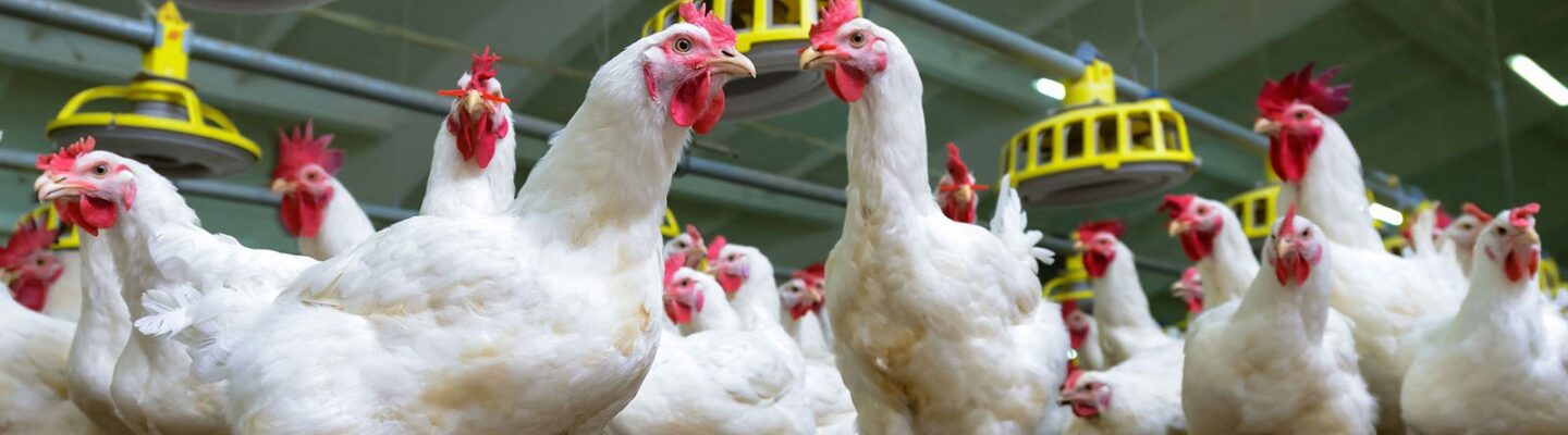 Bird Flu (Avian Influenza)