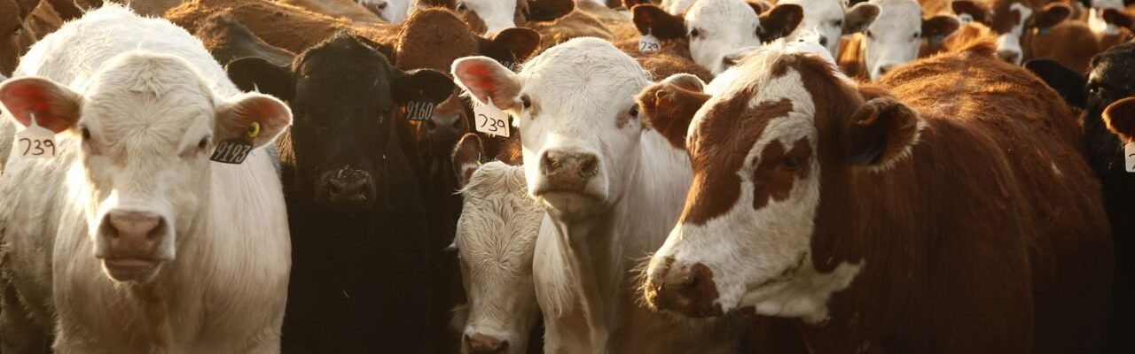 Mad Cow Disease