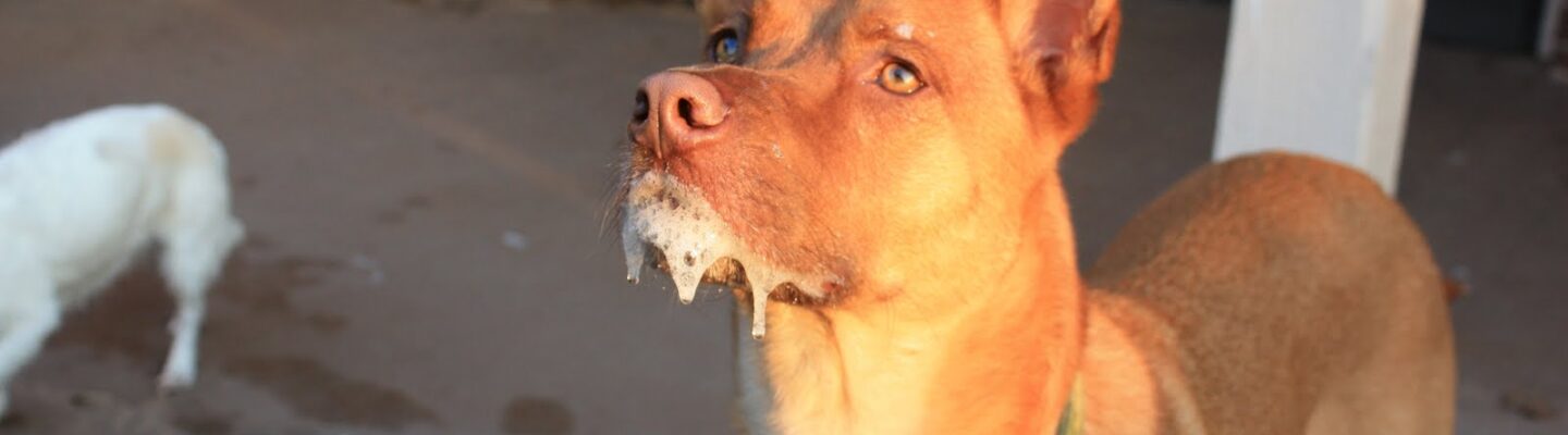 How to Determine If Someone Is Affected by Rabies