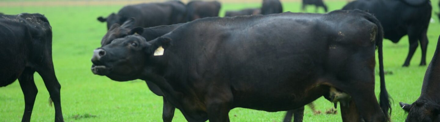 Mad Cow Disease: How to Determine If Someone Is Affected