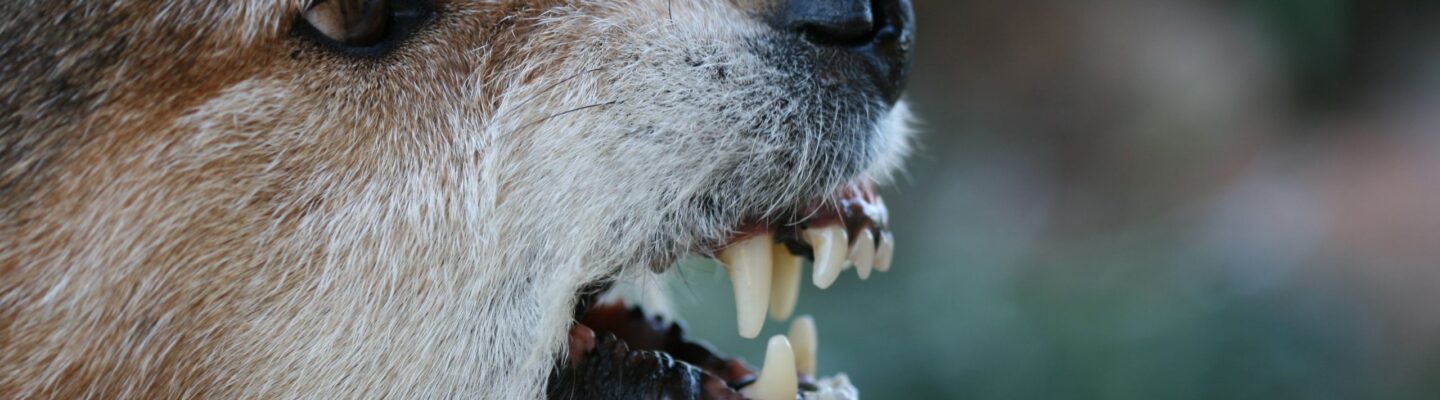 What Are the Symptoms of Rabies Infection?