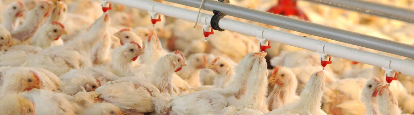 What Are the Symptoms of Bird Flu