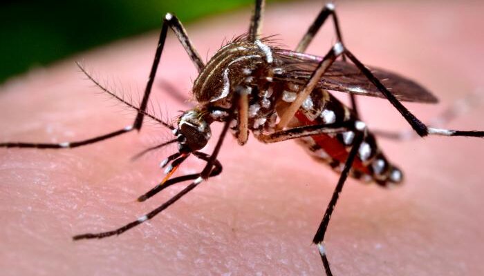 Symptoms of Dengue Fever