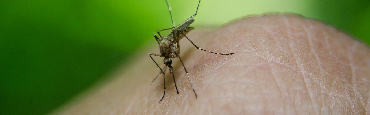 How to Prevent Chikungunya